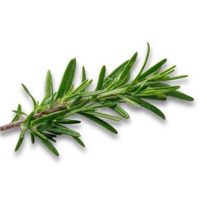 Rosemary Oil