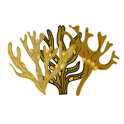 Organic Bladderwrack