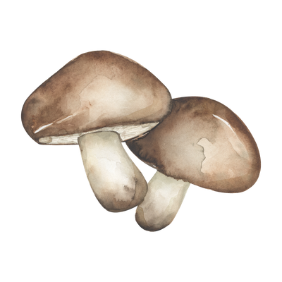 Reishi Mushroom
