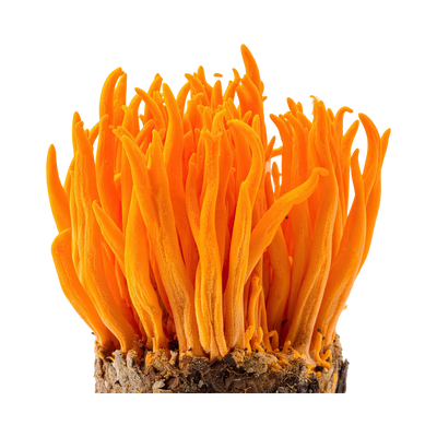 Cordyceps Sinensis