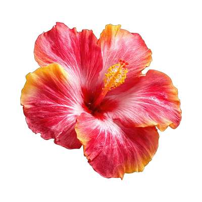 Hibiscus Powder (Flower)
