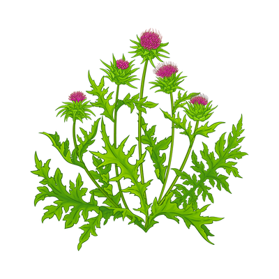 Milk Thistle