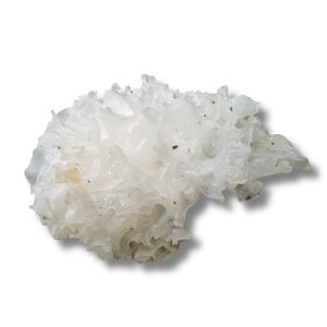 Tremella Mushroom