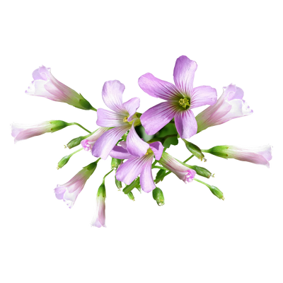 Scutellaria Baicalensis (Chinese Skullcap)